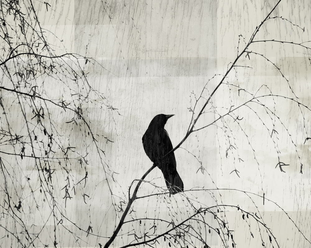 Crow in the Willow: Solitary crow perched in a willow tree. Image copyright Suzanne Goodwin.